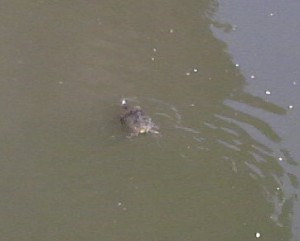 亀も水浴び 亀